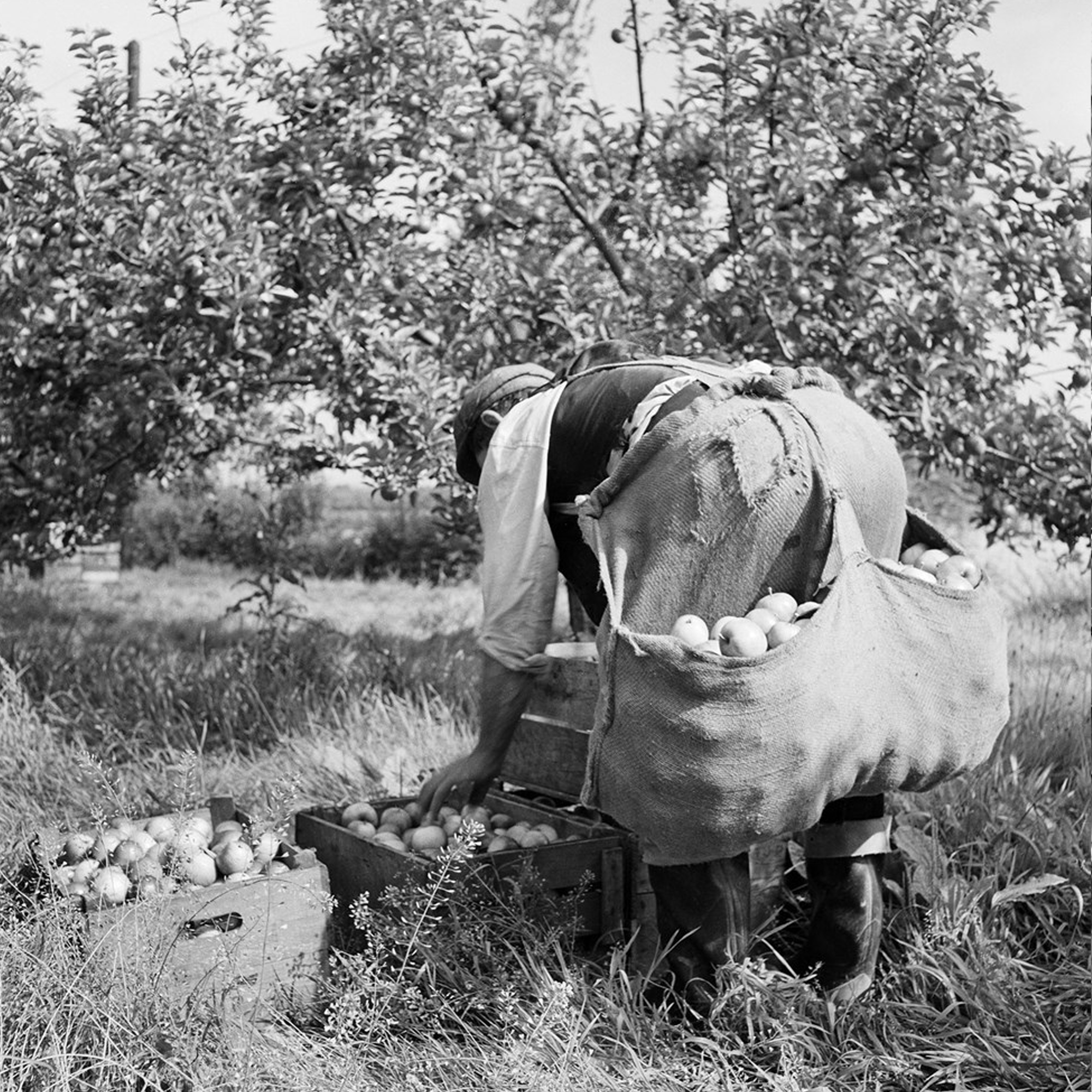 UK 2127 BVEF BV_RP - Fruit Harvester_V1